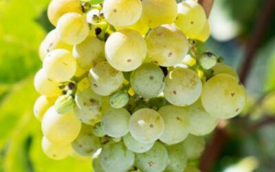 Los viticultores franceses anuncian una movilización general el 25 de noviembre en Narbona