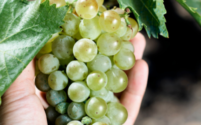 La CETM pide al Gobierno que tome medidas ante la próxima manifestación de viticultores franceses